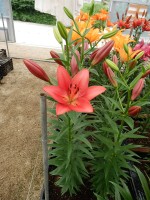 [5119 Carmine Diamond DJ No01.JPG]